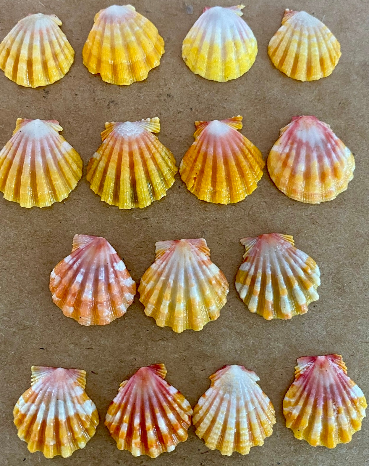 Sunrise Shell Necklace